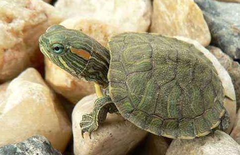 养巴西龟放多少水 你的忍者神龟在呼唤你！