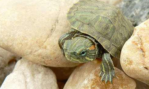 养巴西龟放多少水 你的忍者神龟在呼唤你！