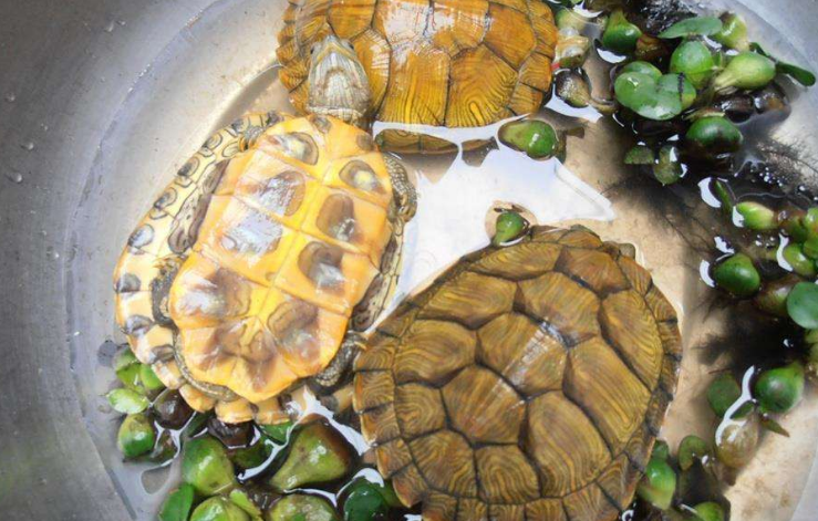 巴西龟吃什么 居然吃的这么营养？