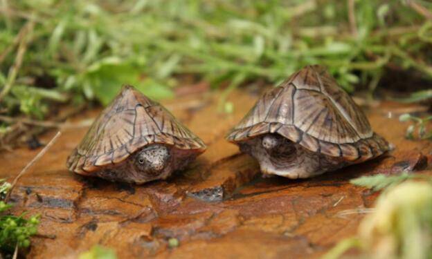 了解乌龟的生活习性，分分钟化身资深养龟人