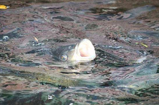 下雨天鱼不开口怎么回事