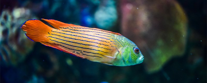 鱼类的祖先是什么，鱼类有哪些特性